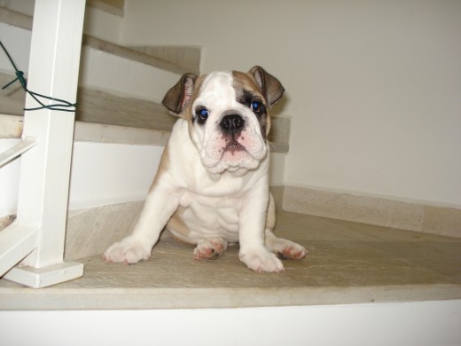 Max aprendiendo a subir escaleras